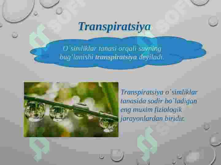 Transpiratsiya 2