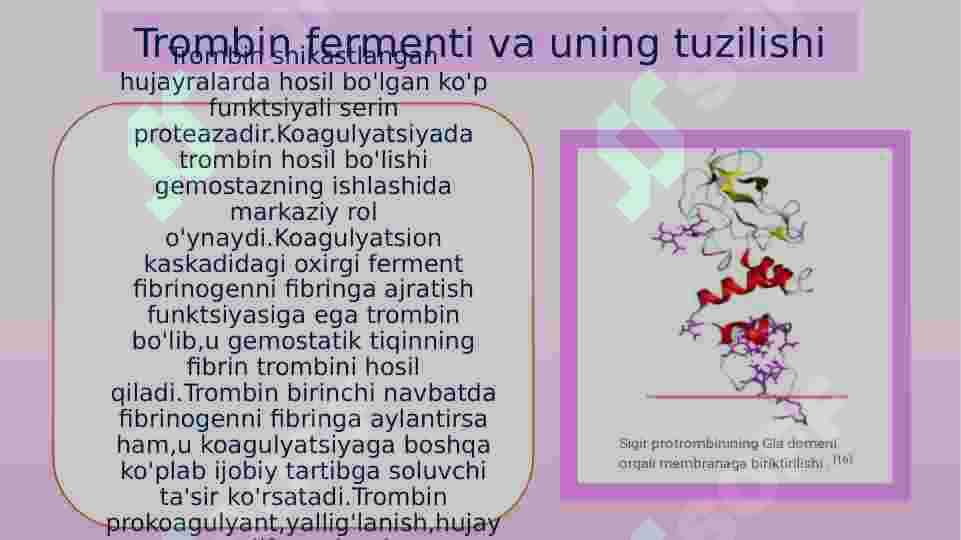 Trombin fermenti va uning ahamiyati haqida 2
