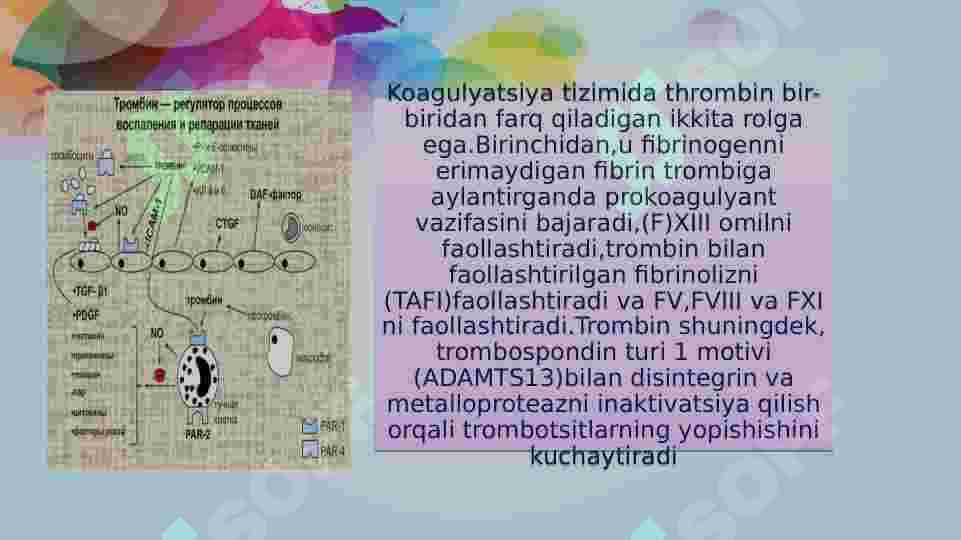 Trombin fermenti va uning ahamiyati haqida 3