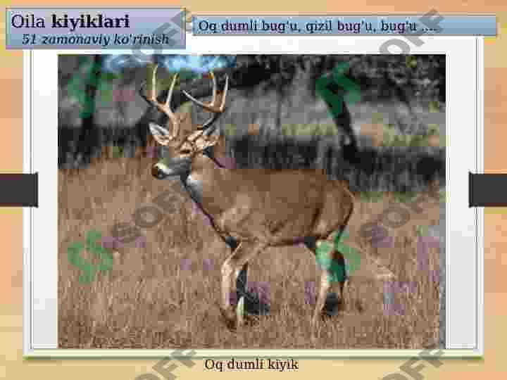 Tuyoqlilar 7