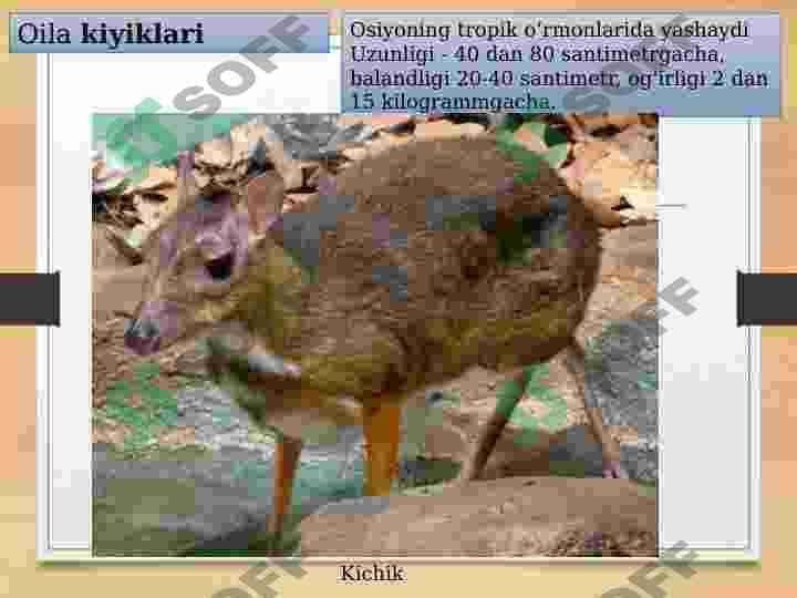 Tuyoqlilar 8