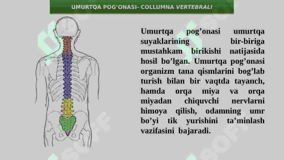 UMURTQALAR TUZILISHI 2
