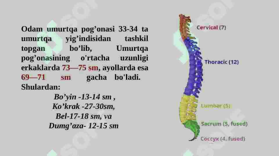 UMURTQALAR TUZILISHI 3