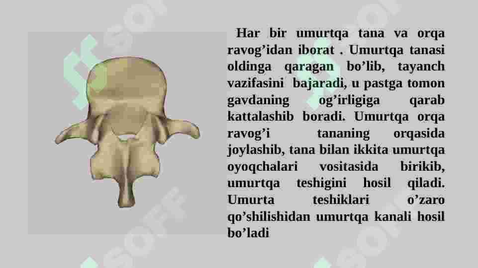 UMURTQALAR TUZILISHI 4