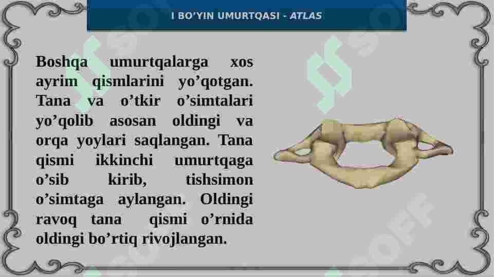 UMURTQALAR TUZILISHI 7
