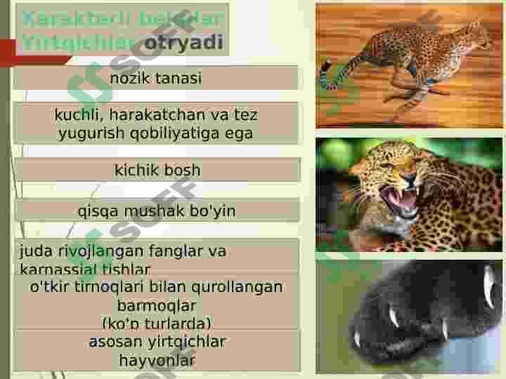 Yirtqichlar guruhi 2