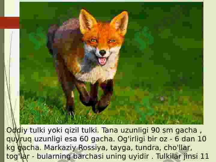 Yirtqichlar guruhi 6