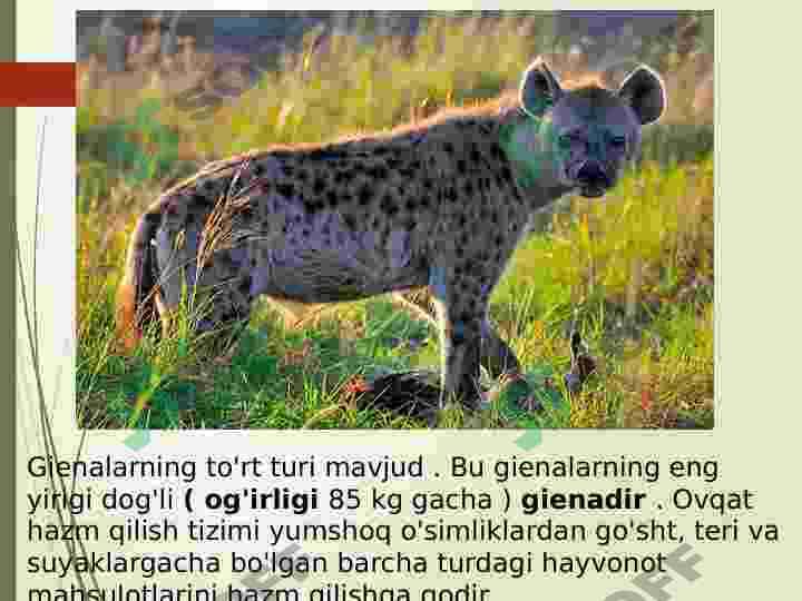 Yirtqichlar guruhi 8