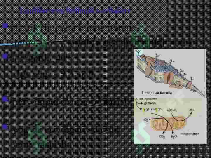 Yog`lar almashinuvi 4