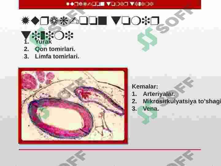 Yurak-qon tomir tizimi 3