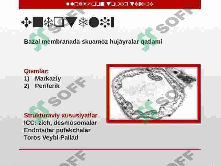 Yurak-qon tomir tizimi 5