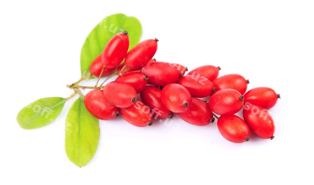 Bарberry yaproqlar bilan | Barberry with leavess 1
