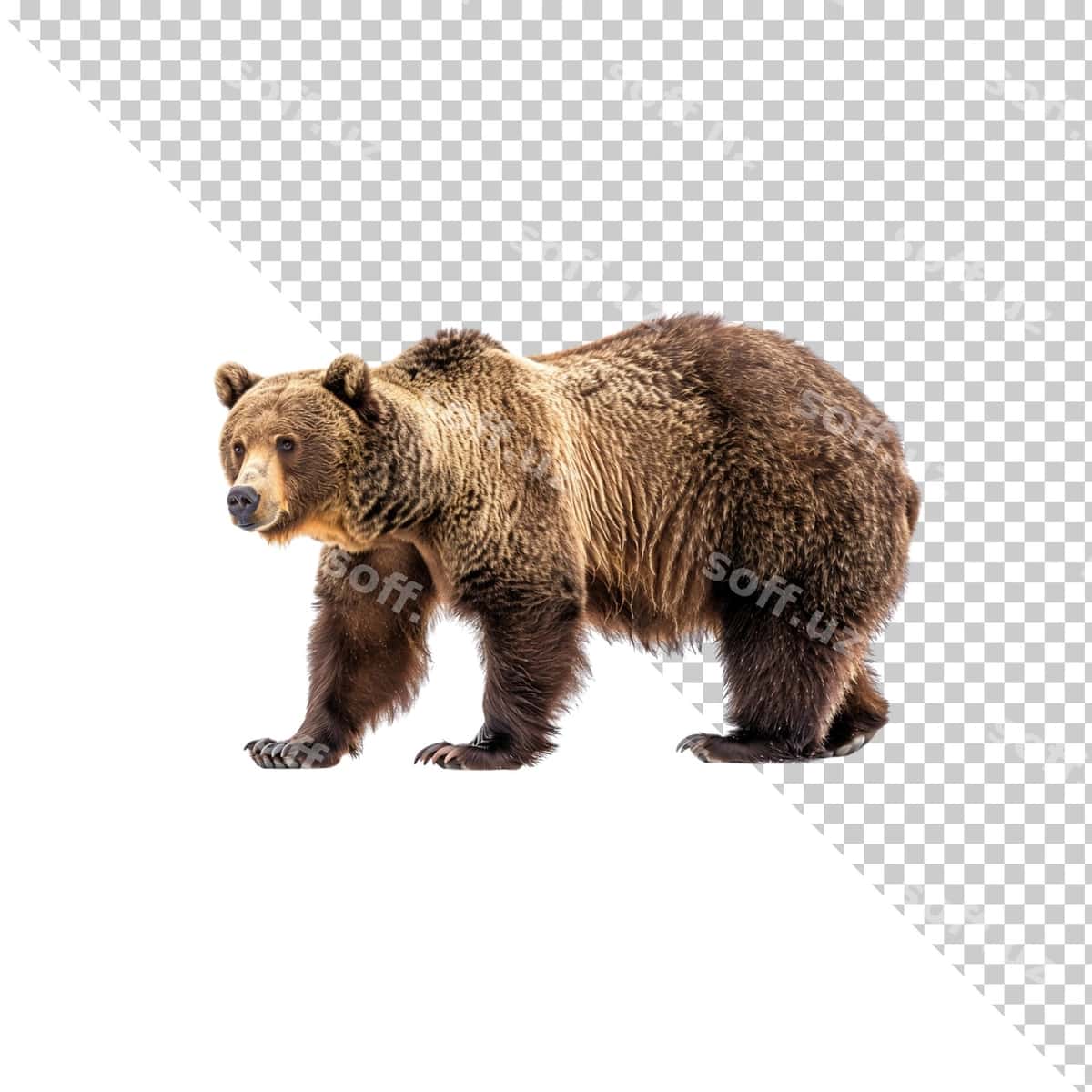 Ayiq shaffof orqa fonda ajraltirilgan | Bear isolated transparent background 1