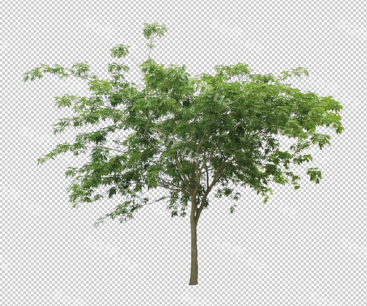 Eng yaxshi to'plam garg'ret daraxt | Best collection dicut tree 1