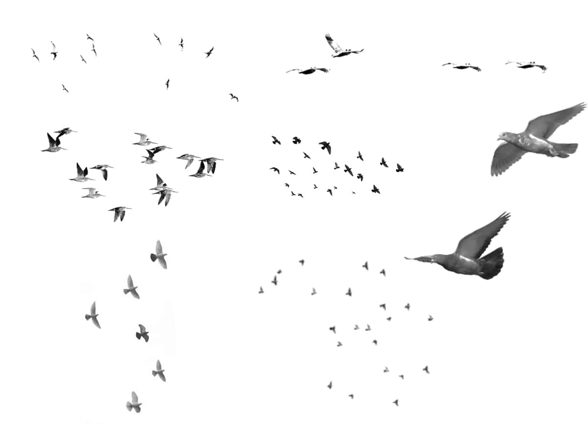 Qushlarning cho'tkasi effekti | Birds brush effect 1