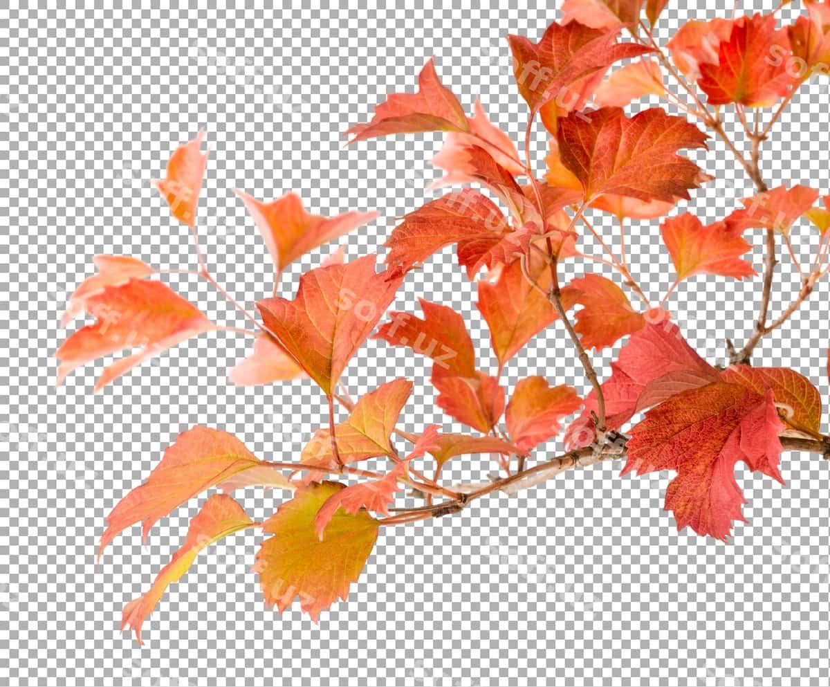 Yorqin kuzdagi viburnum varatlari ajraltirilgan | Bright autumn leafs viburnum isolated 1