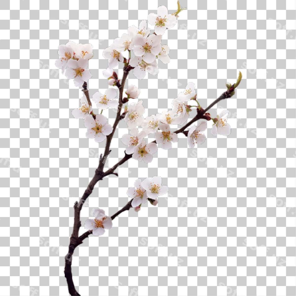 Gilstrub tarmogi | Cherry blossom branch 1