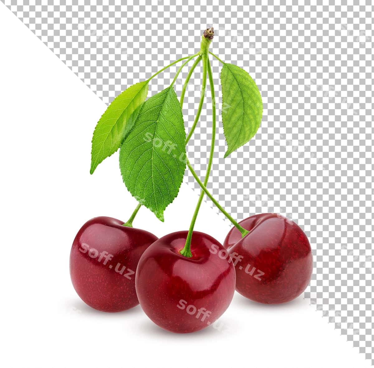 Gilakka ajraltirilgan oq fon | Cherry isolated white background 1