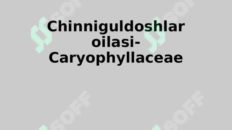 chinniguldoshlar