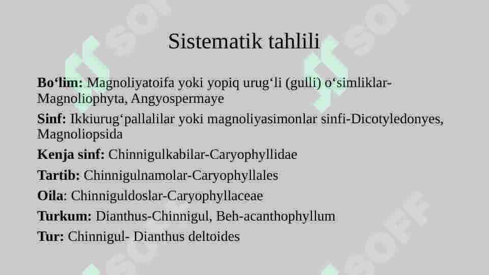 chinniguldoshlar 3