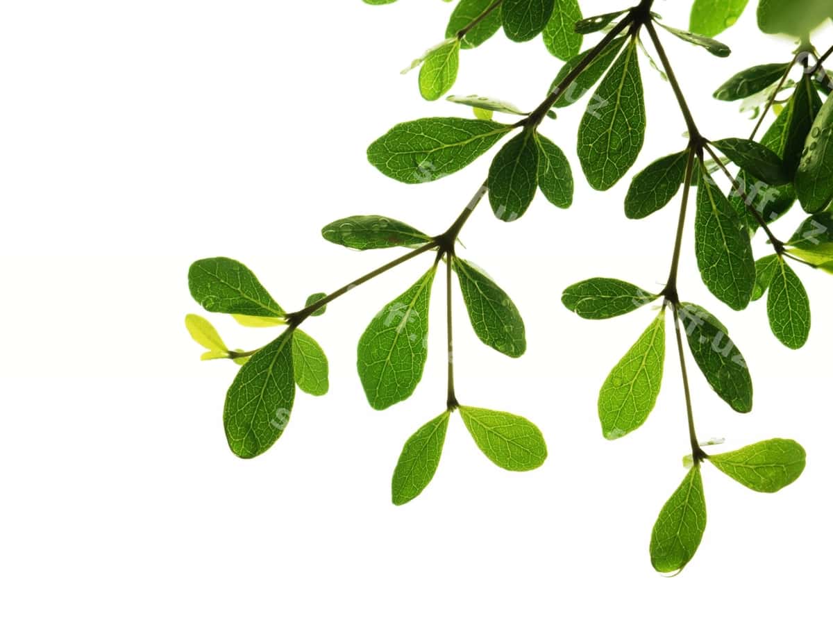 Yaqin baroklar oq fonda | Close up leaves against white background 1