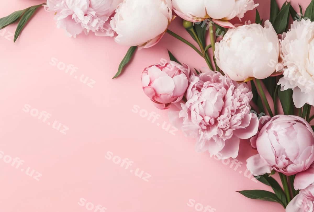 Yaqin chamomoy gullari | Close up rose bouquet 1