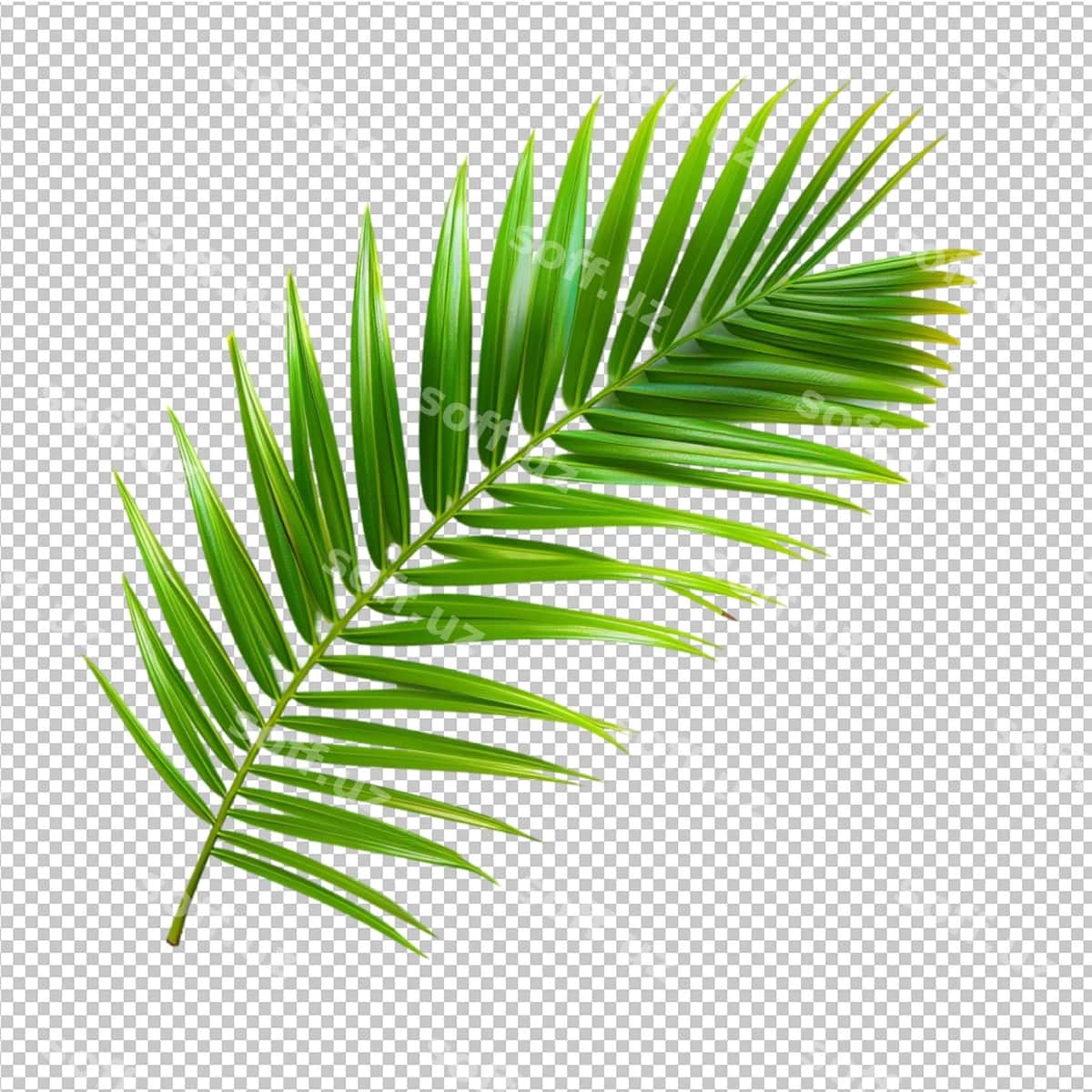 Hindistoy yaproqlari | Coconut palm leaves 1