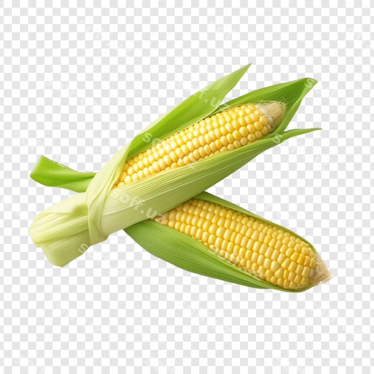 Makkajo'xori orqa fonda makkajo'xori | Corn cob with corn background 1