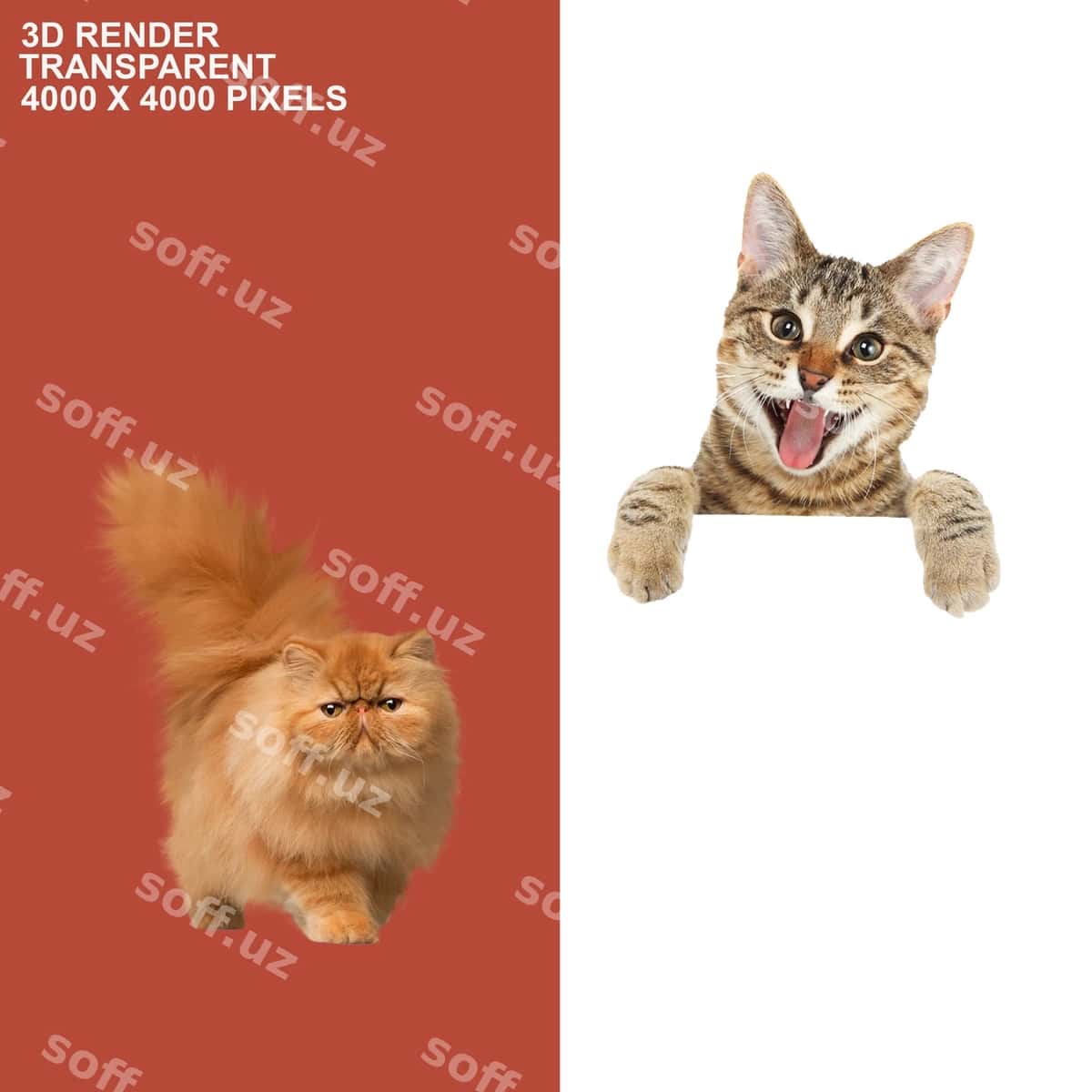It mushuk shaffof orqa fonda | Dog cat transparent background 1