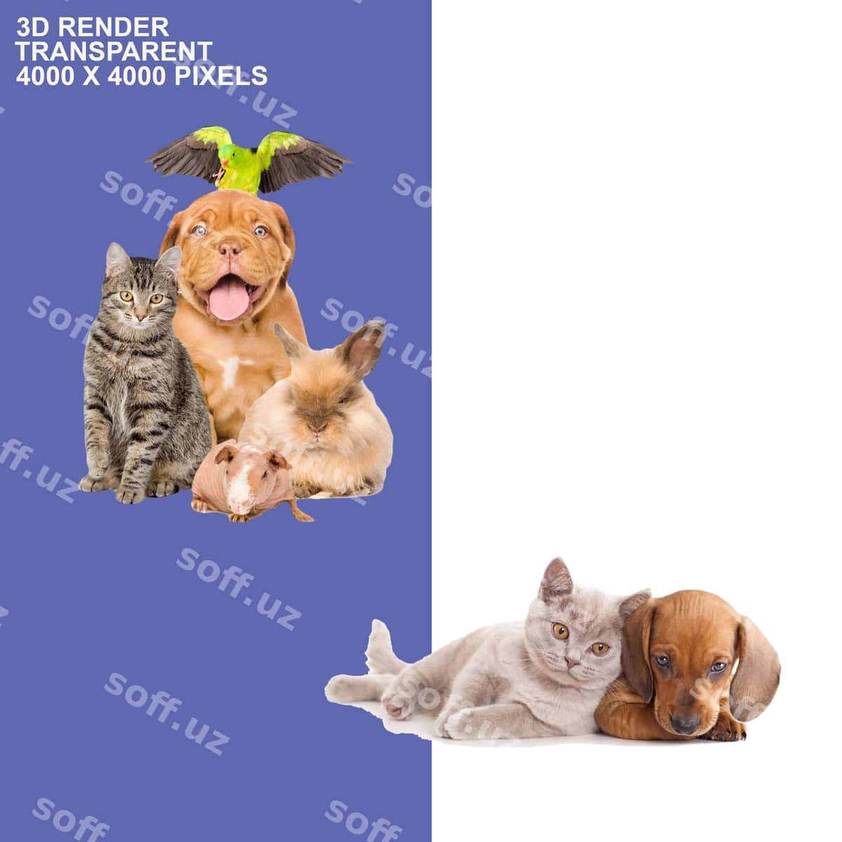 It mushuk shaffof orqa fonda | Dog cat transparent background 1