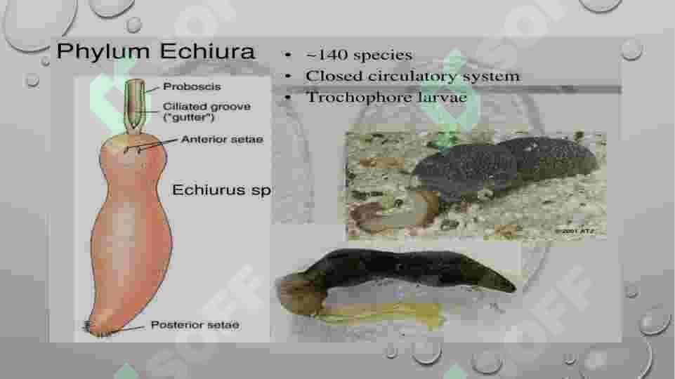Echiura va Spunkula tiplari 2