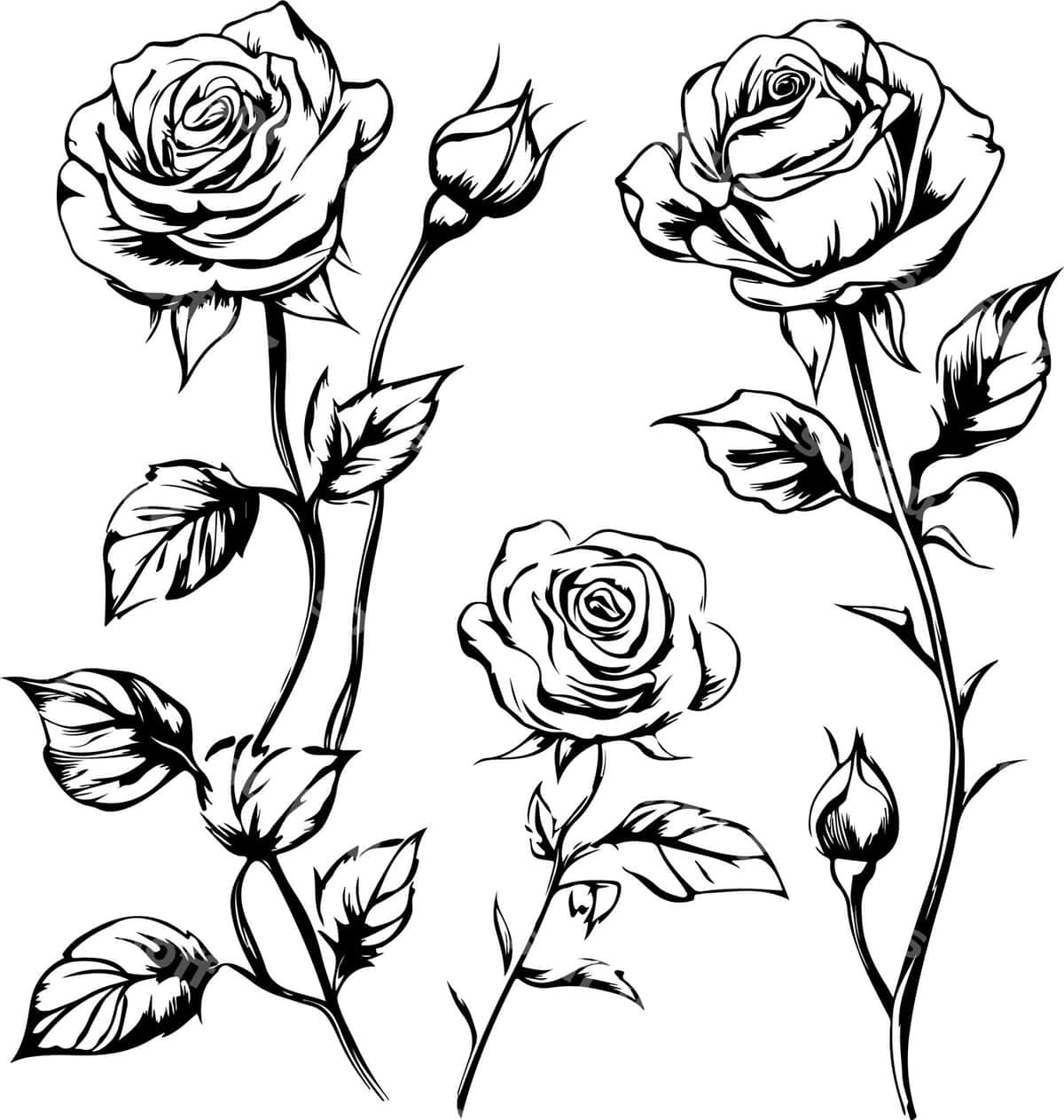 Elegant qora-oq roza illustratsiyalari | Elegant black white rose illustrations 1