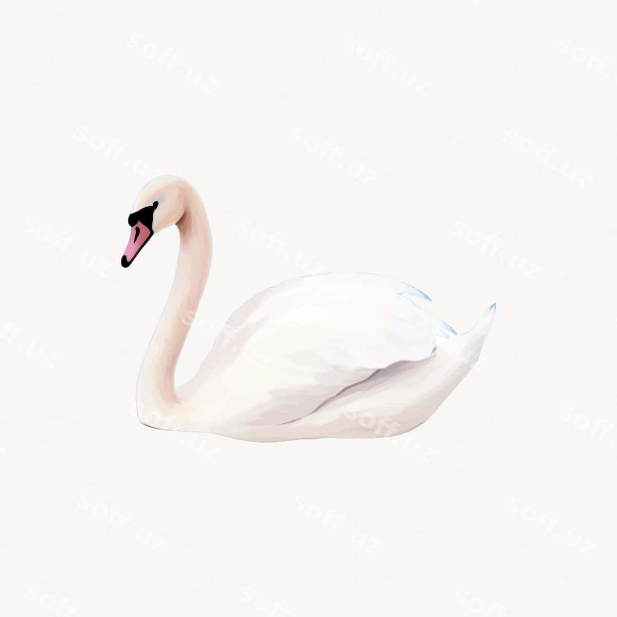 Oq chiroyli qozon illustratsiyasi | Elegant swan illustration white 1
