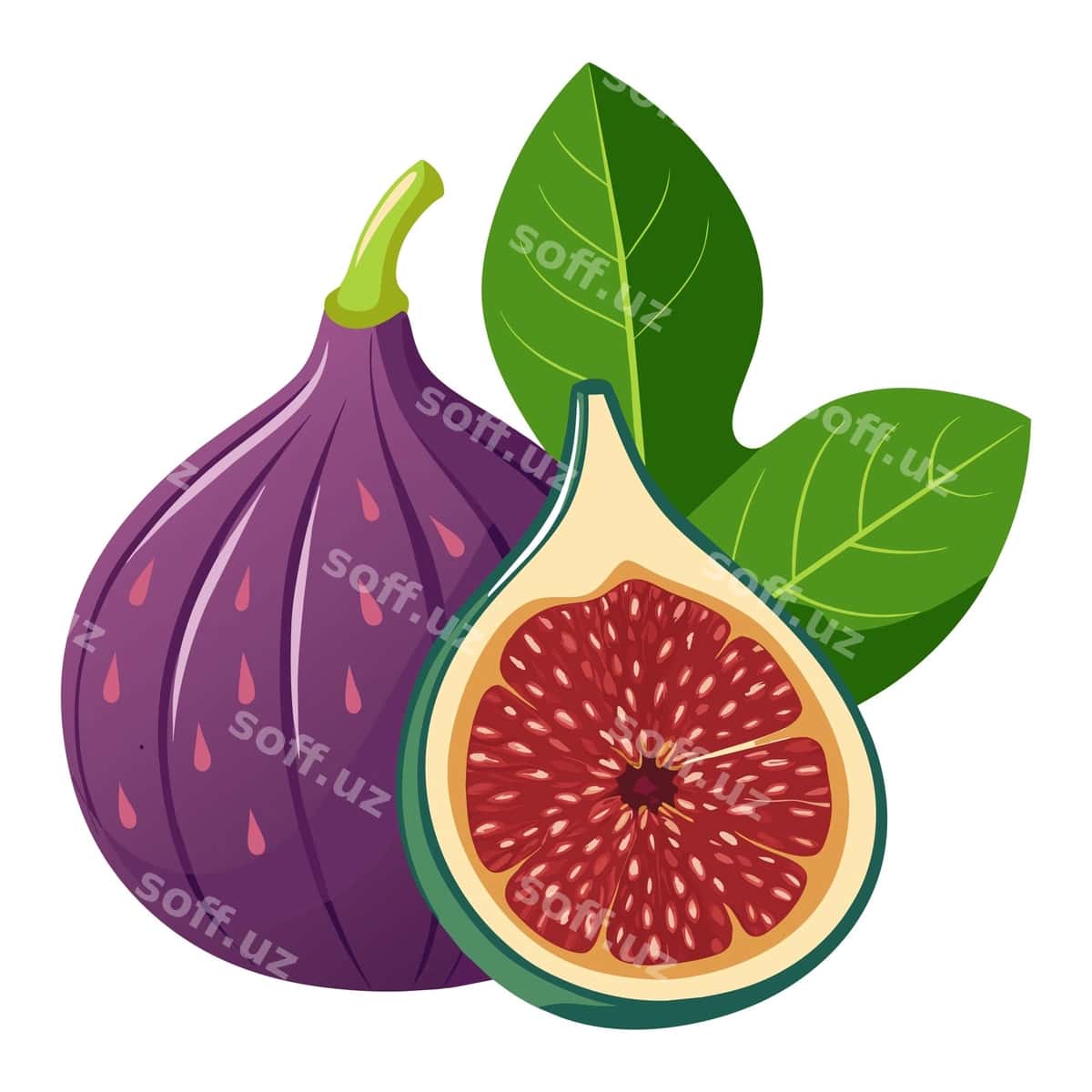 Inca meva vektor illustratsiyasi | Figs fruit vector illustration 1