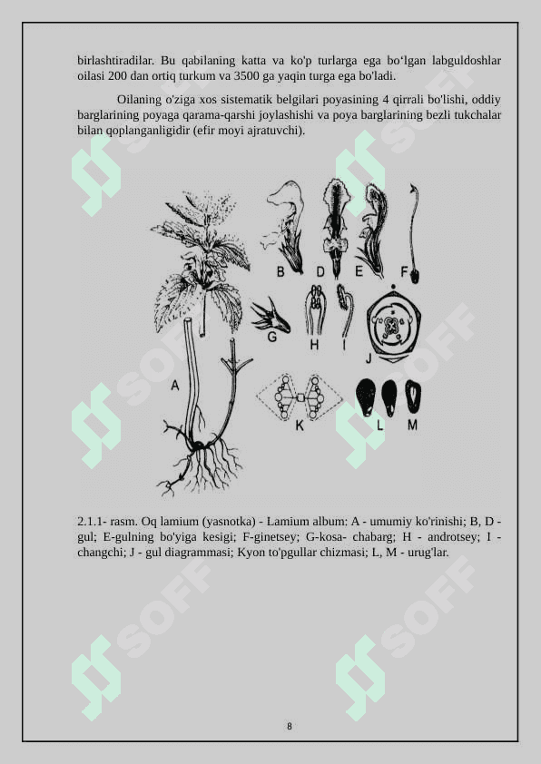 Yalpiznamolar qabilasi-lamiaceae 8