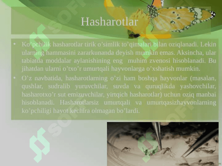 O'simliklarni changlantiruvchi hashoratlar mavzusida 8