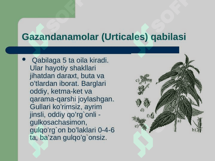 Gazandanamolar qabilasi 3