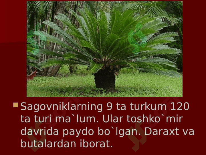 Ochiq urug’lilar bo’limi 2