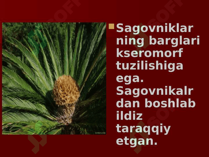 Ochiq urug’lilar bo’limi 3