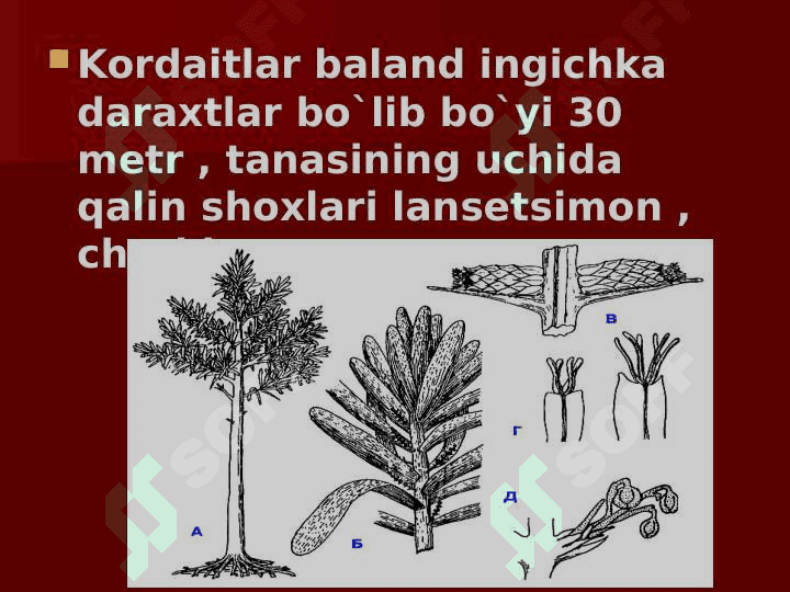 Ochiq urug’lilar bo’limi 4