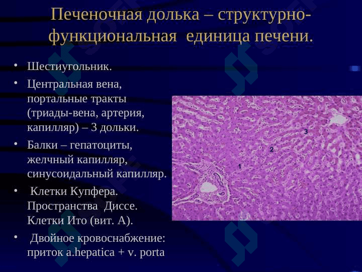 Болезни печени  Цирроз иопухоли печени 3