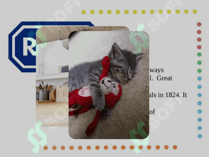 animals lovers 4