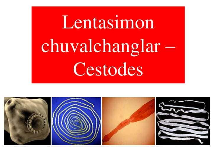 Tasmasimon chuvalchanglar sinfi 1