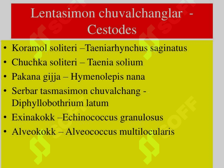 Tasmasimon chuvalchanglar sinfi 6
