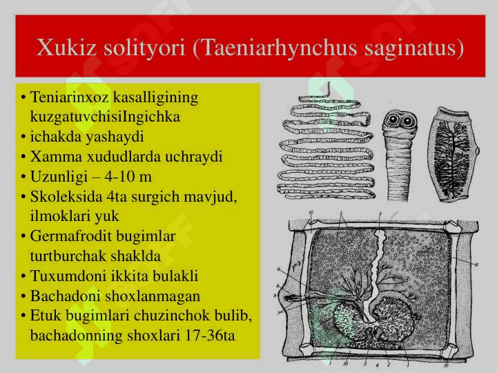 Tasmasimon chuvalchanglar sinfi 8