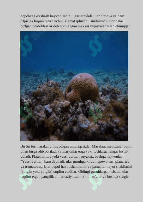 Umurtqasiz hayvonlar azolar tizimi evolyutsiyasi. 8