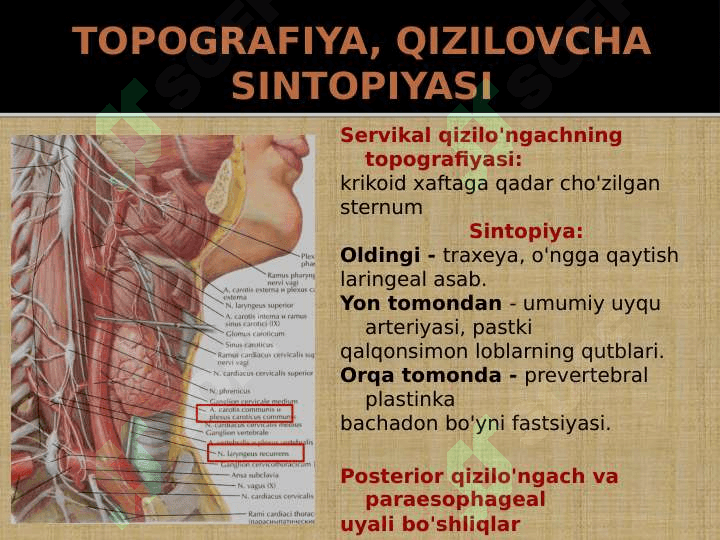 Kattalarda va bolalarda bo'yin a'zolari klinik anatomiyasi 8