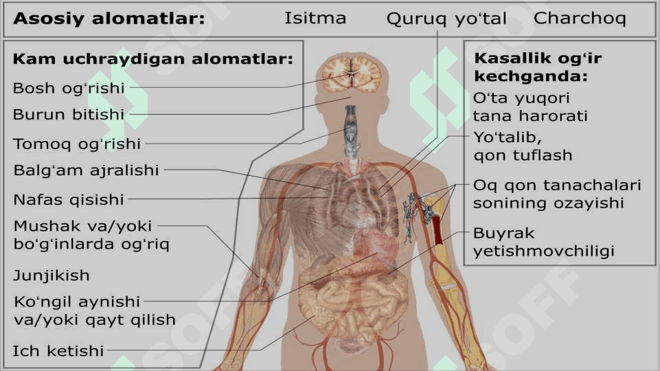 Nafas a’zolari faoliyatiga ta’sir etuvchi vositalar 8