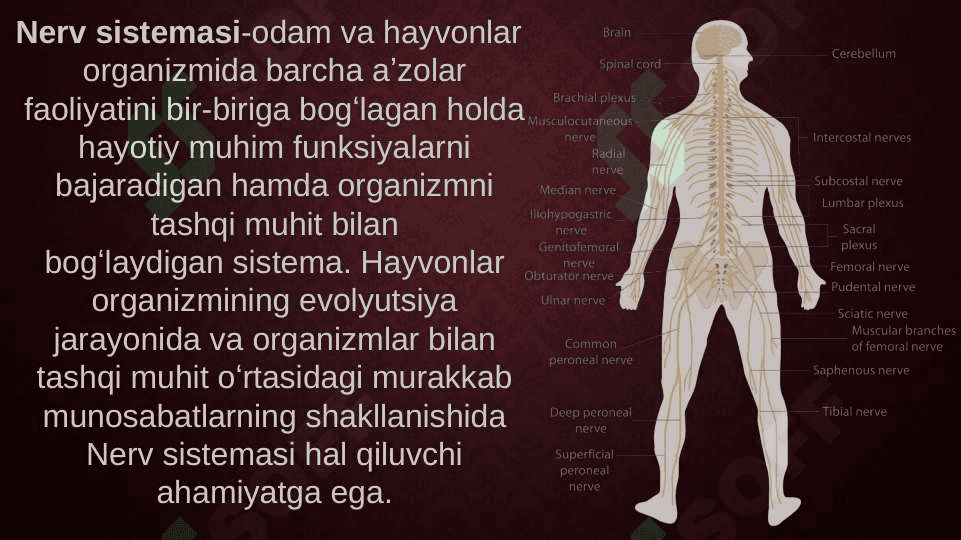 Nerv tizimi oliy bo’limlarining vazifalari 2