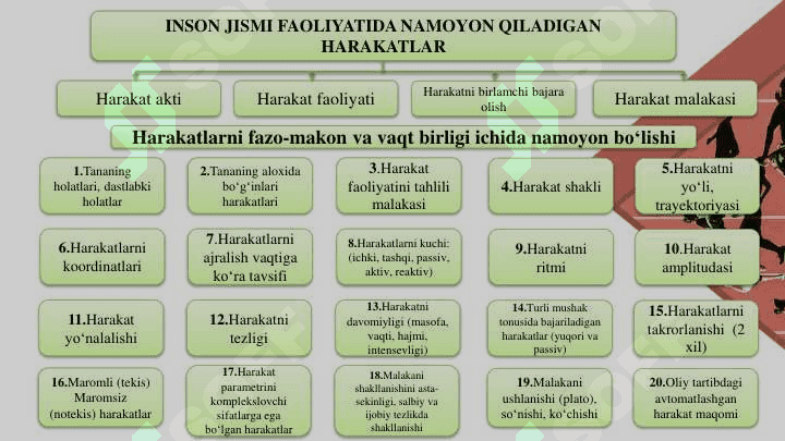 Insonning jismoniy harakat faoliyatlari va uning tavsifi. 4
